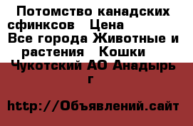 Потомство канадских сфинксов › Цена ­ 15 000 - Все города Животные и растения » Кошки   . Чукотский АО,Анадырь г.